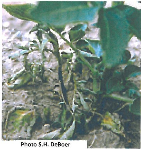 Blackleg symptoms