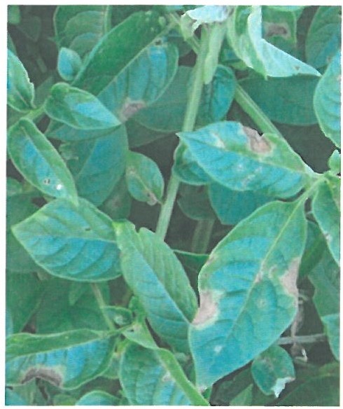 Foliar Late Blight Lesions