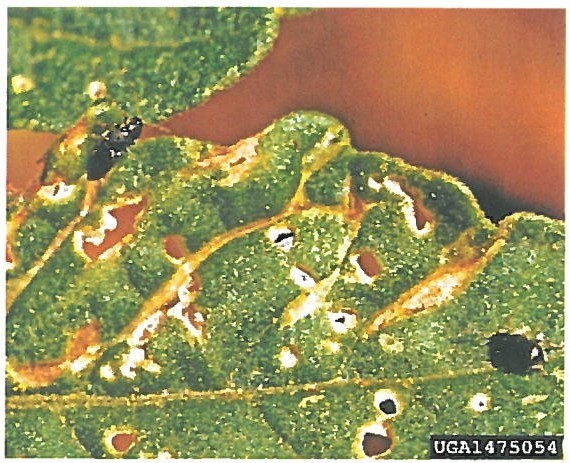 Potato Flea Beetle and leaf damage