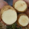 Healthy potato on left, Tubers with Zebra Chip symptoms on right