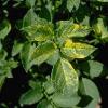 Potato showing yellowing pattern caused by Alfalfa Mosaic Virus