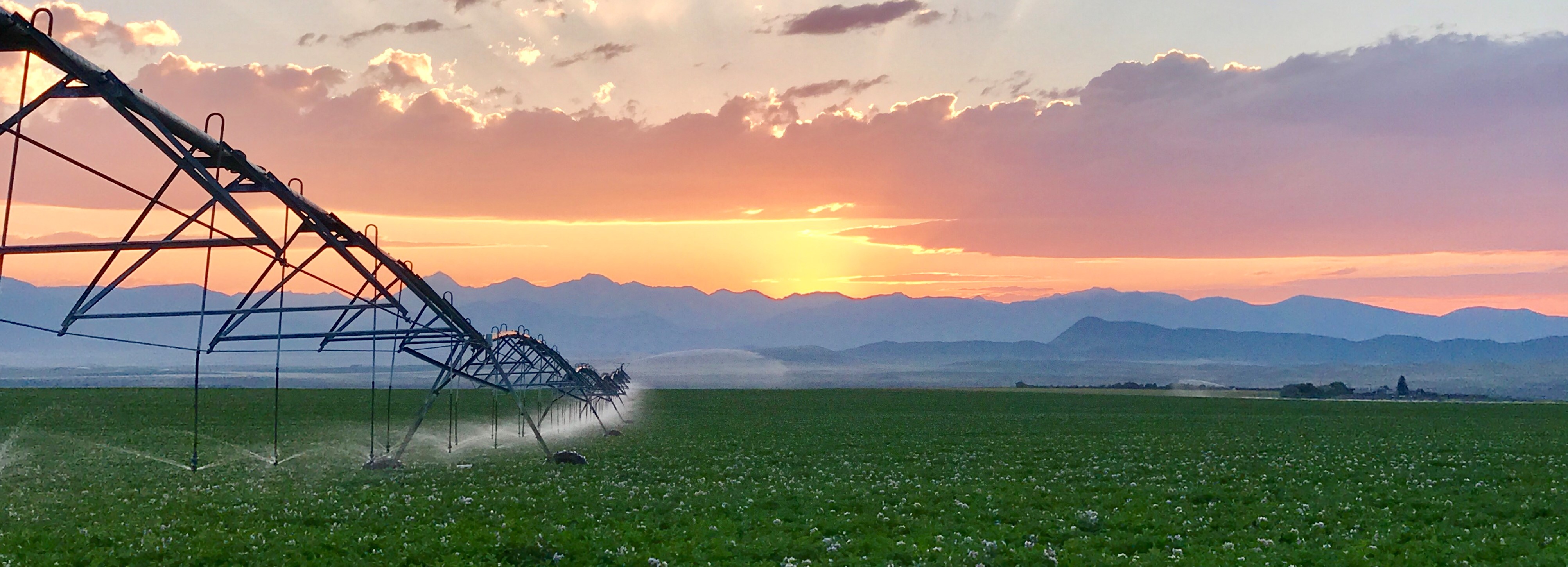 Sunset over a potato field